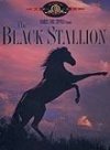 black stallion review